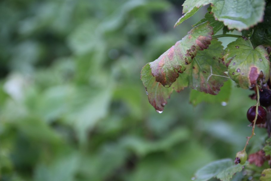Мучнистая роса (сферотека)