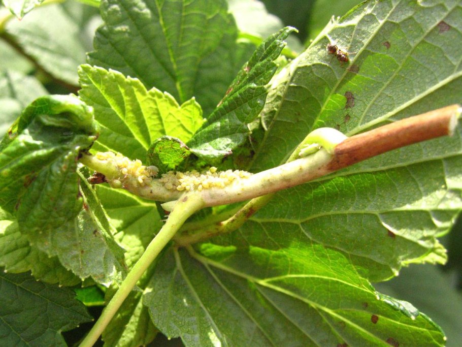 Крыжовниковая тля