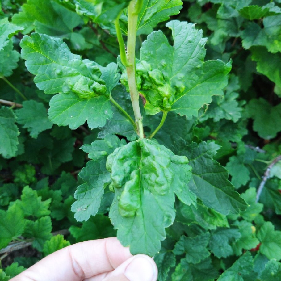 Мучнистая роса на смородине