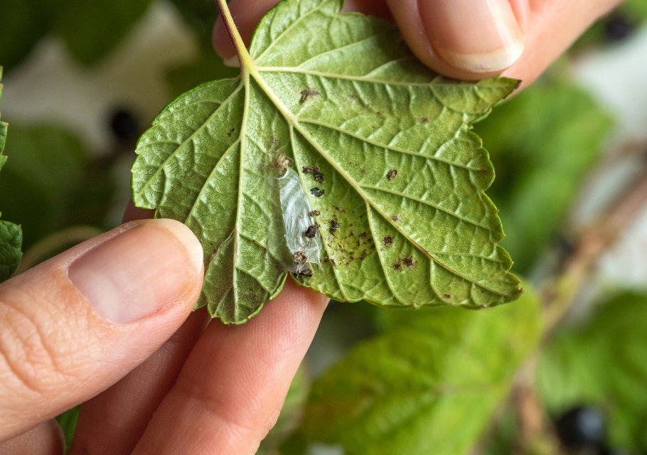 Американская мучнистая роса смородины