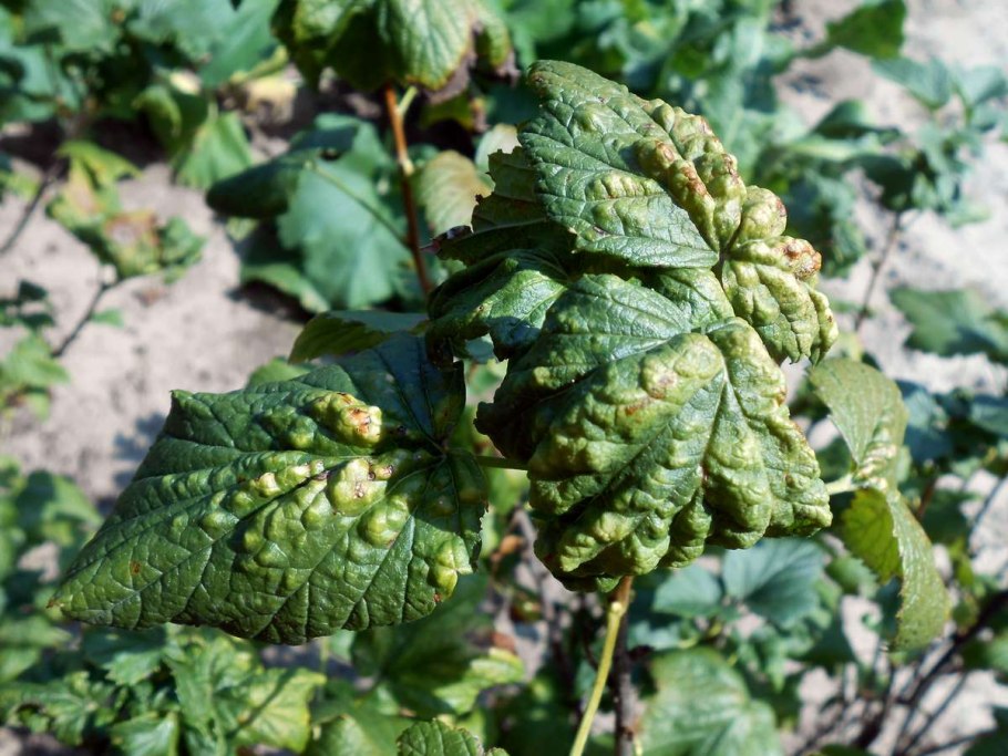 Смородина растения лимтя