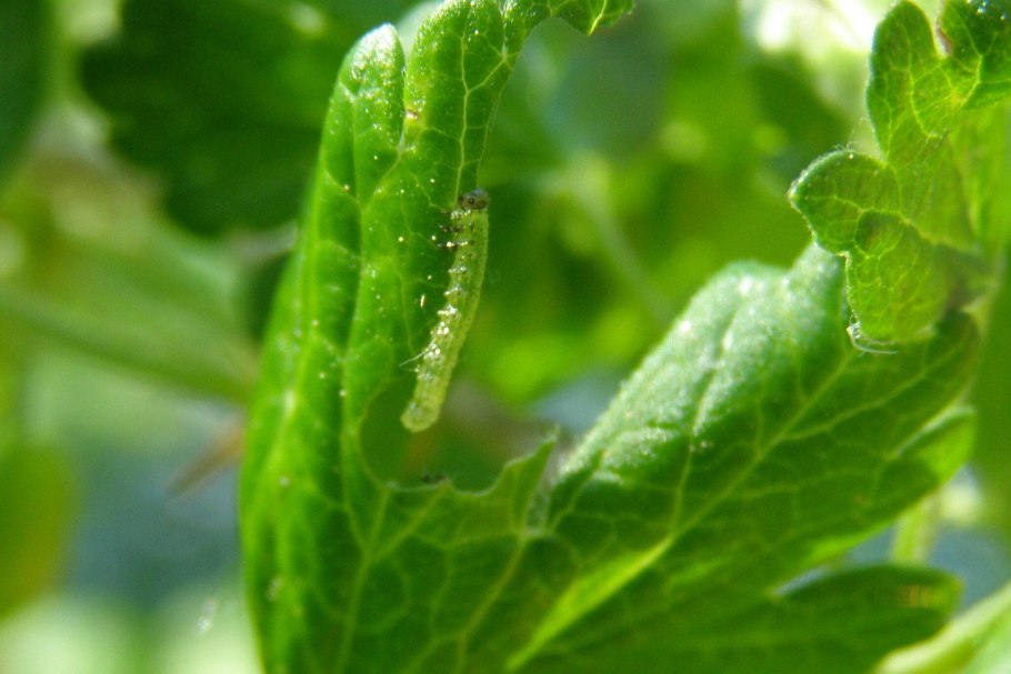 Краевой некроз смородины