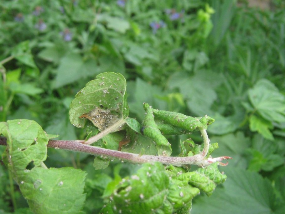 Мучнистая роса смородины