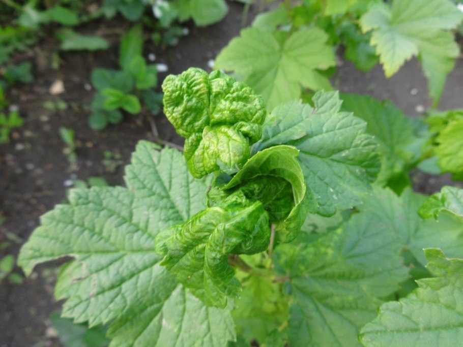 Куст смородины хлороз