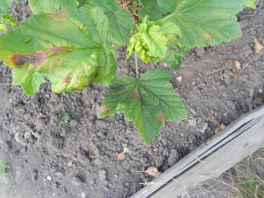 Листовая галловая тля смородина