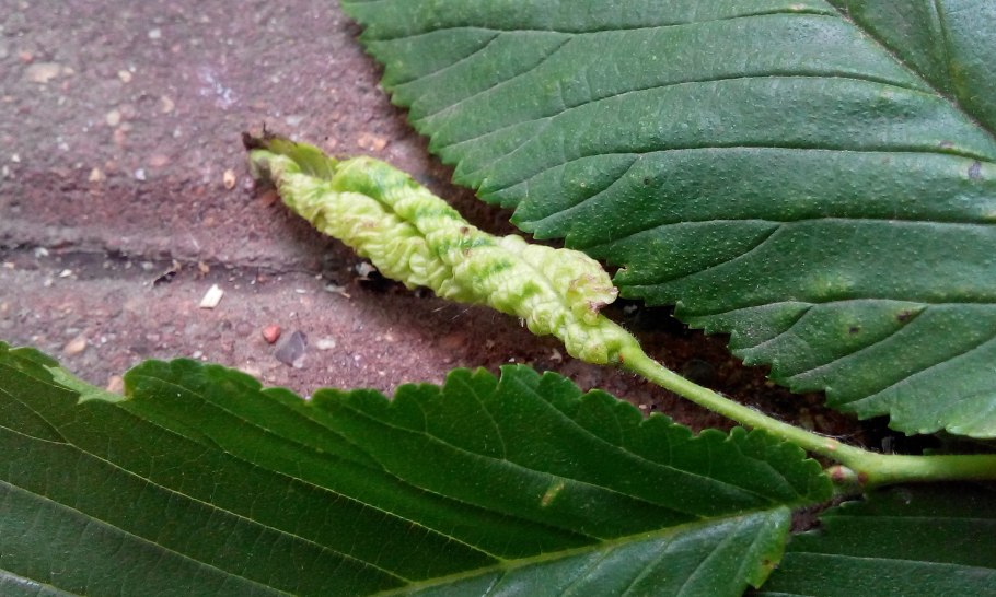 Антракноз красной смородины