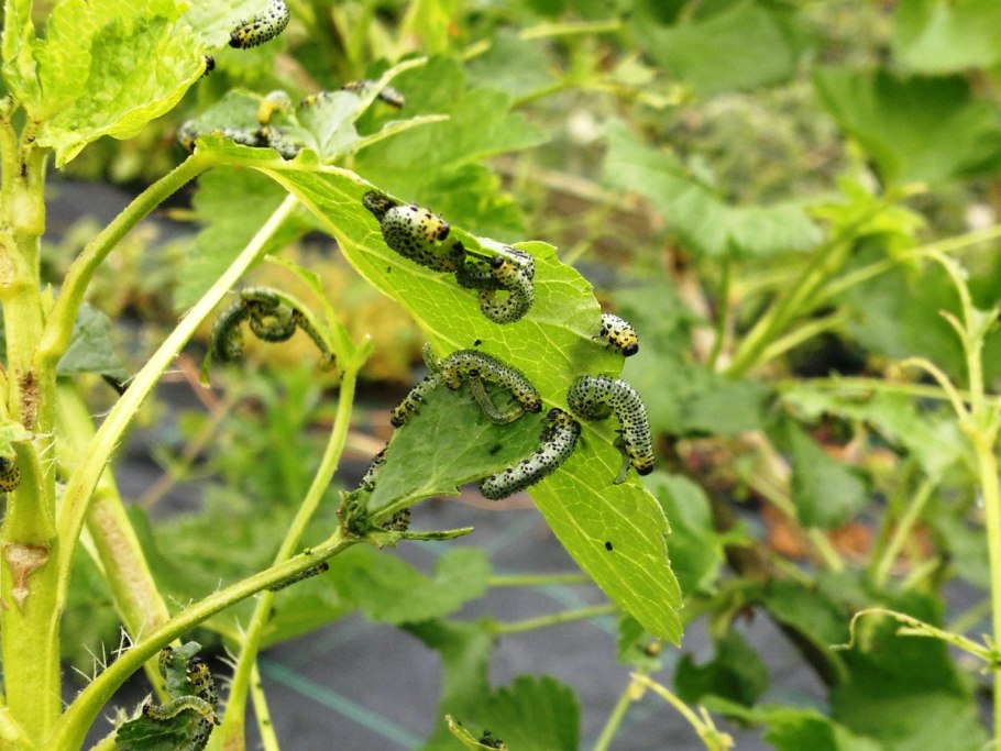 Гусеница пилильщика крыжовника