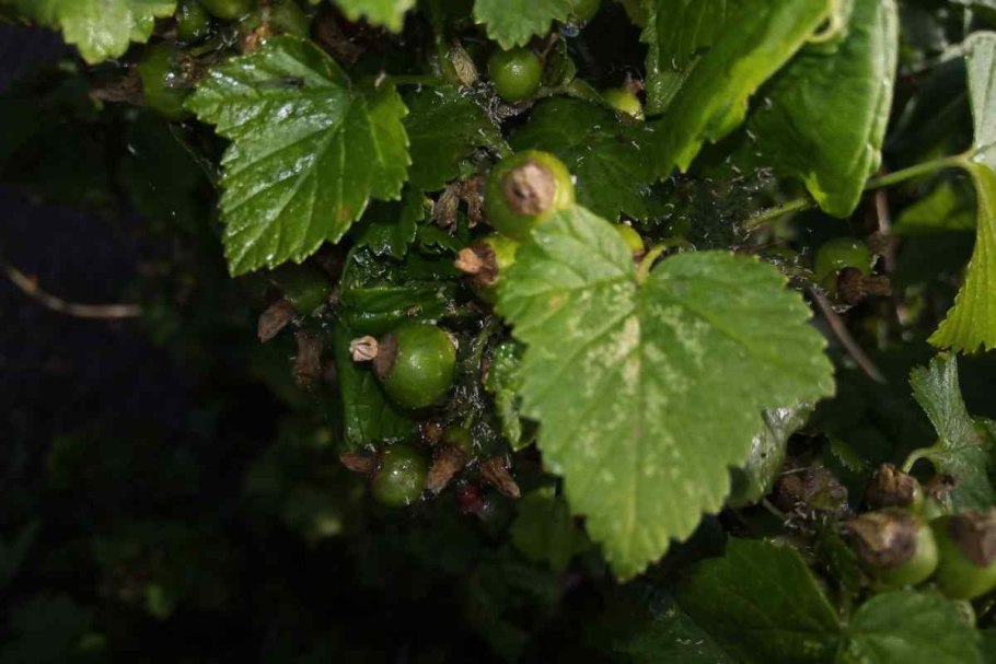 Скручиваются листья у смородины