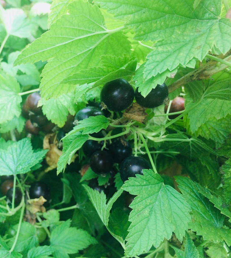 Листовая галловая тля смородина