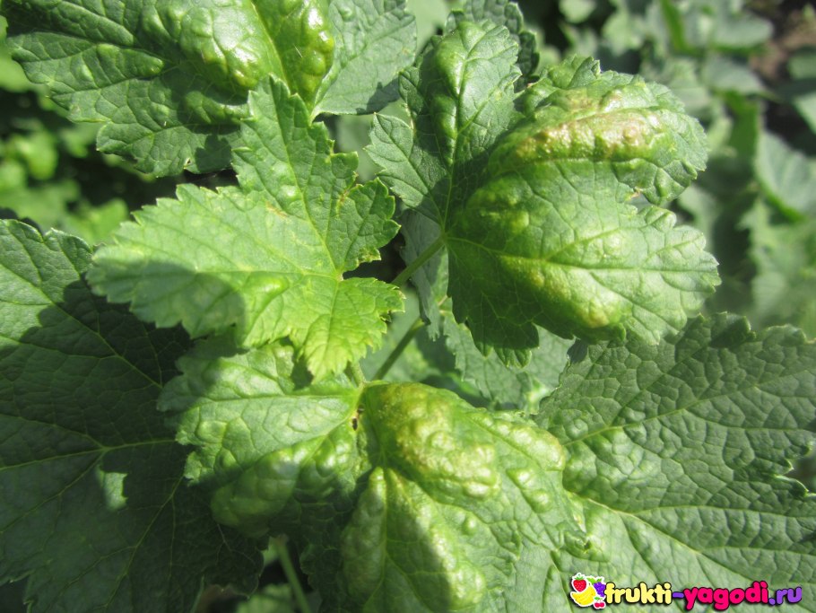 Мучнистая роса (сферотека)