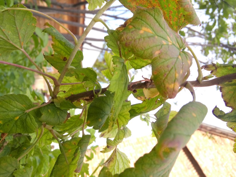 Листья смородины загнутые