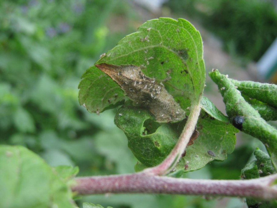 Бабочка стеклянница на смородине
