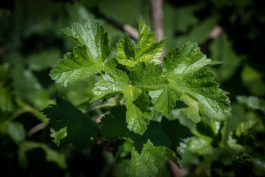 Смородина листовертка