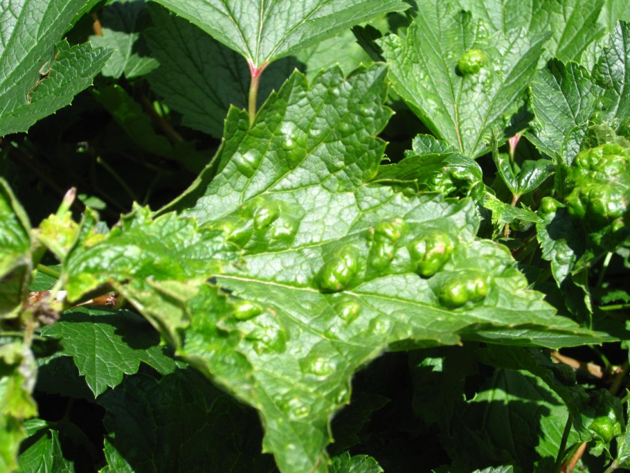 Тля красносмородиновая