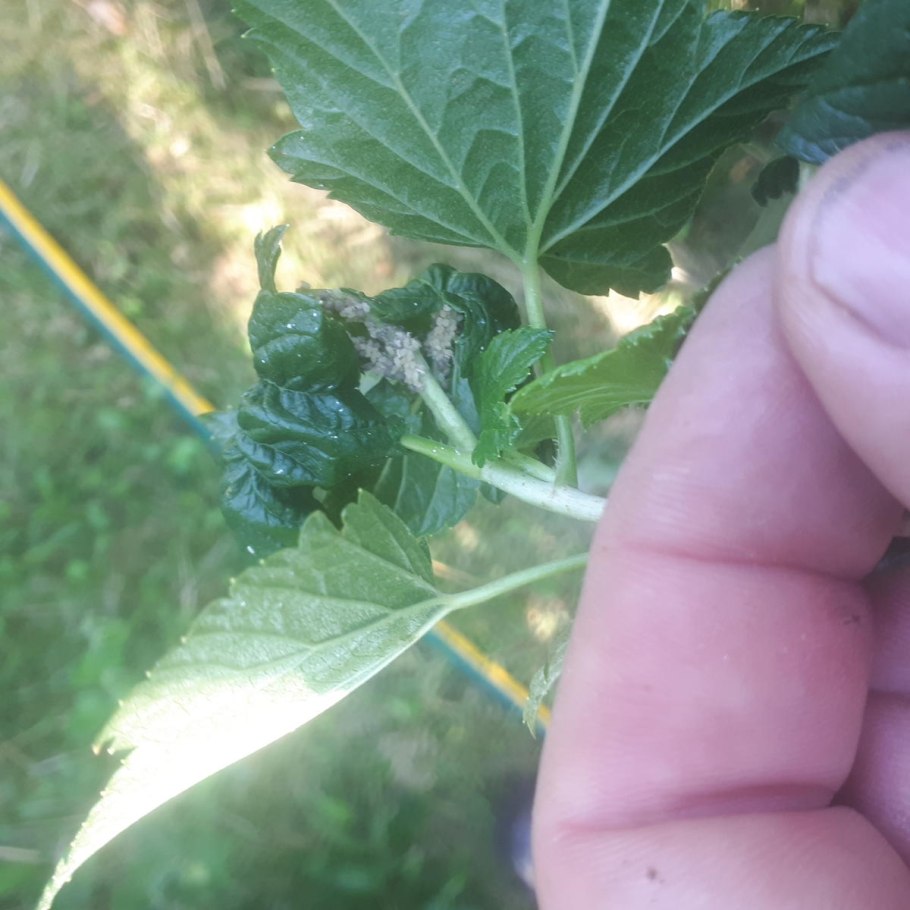 Куст смородины хлороз