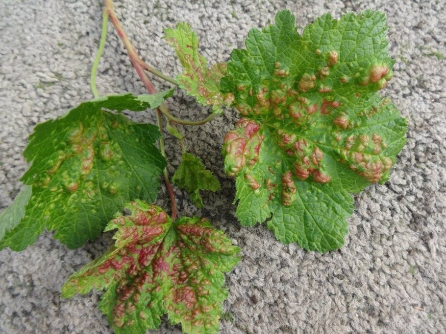 Листовая галловая тля