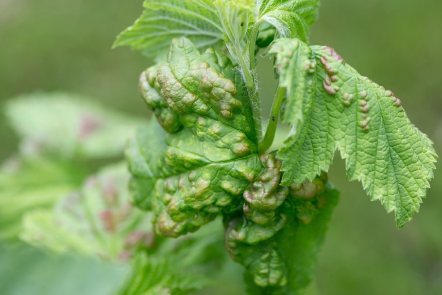 На смородинескручиваються листья