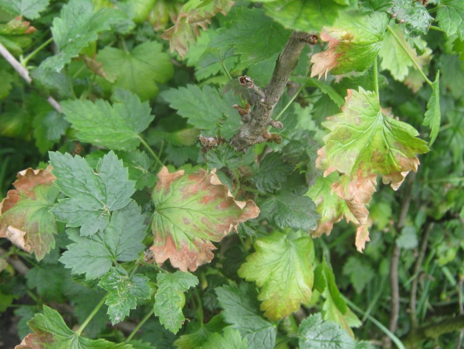 На смородине скручиваются листья
