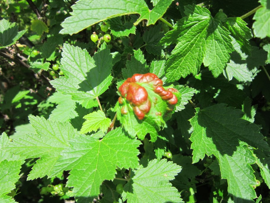 Антракноз смородины тля