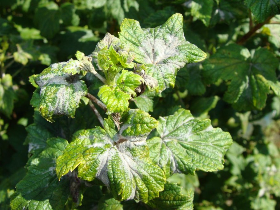 Лист смородины