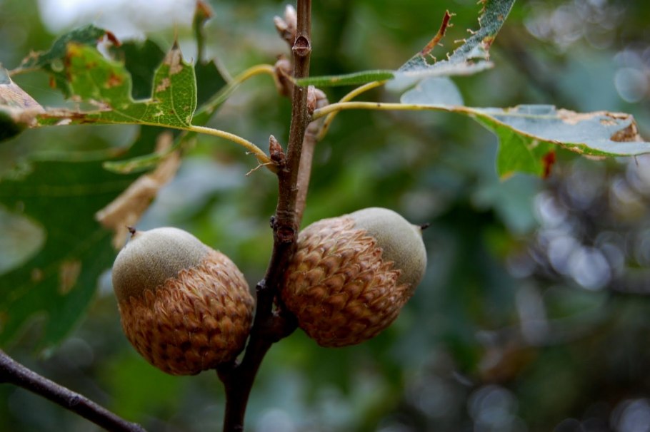 Quercus chrysolepis