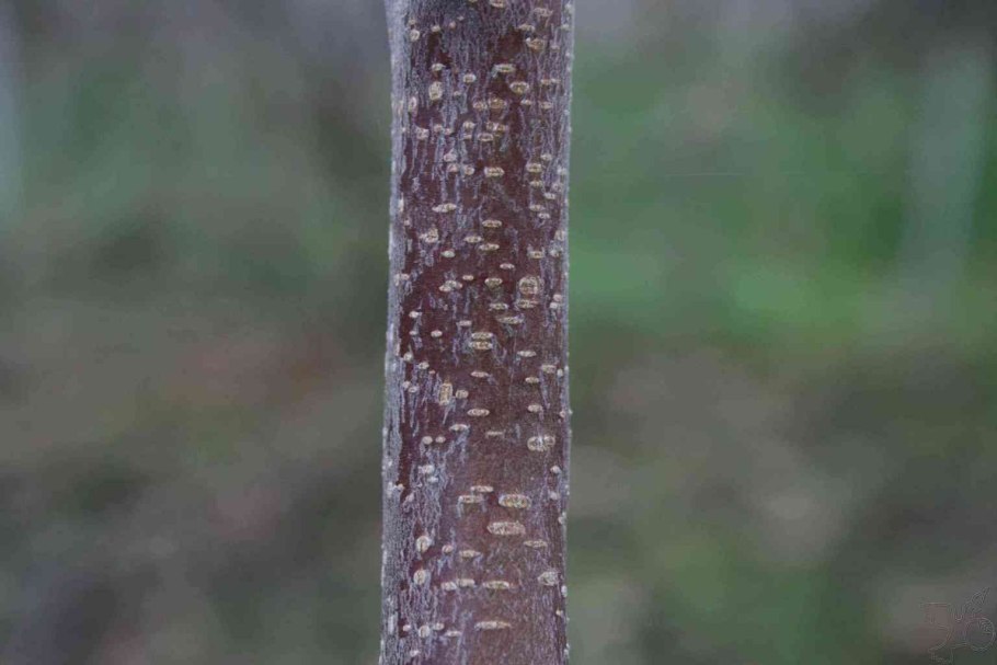 Кора березы
