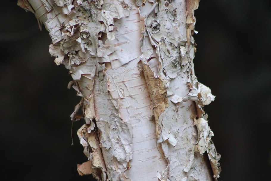 Populus tremula ствол кора