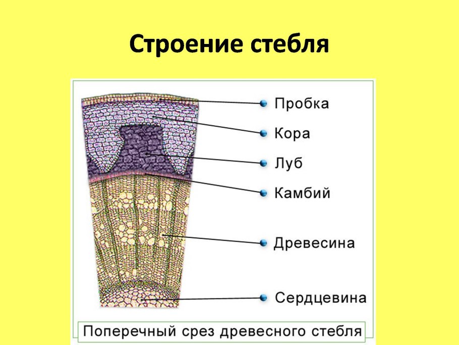 Канадский дуб желуди