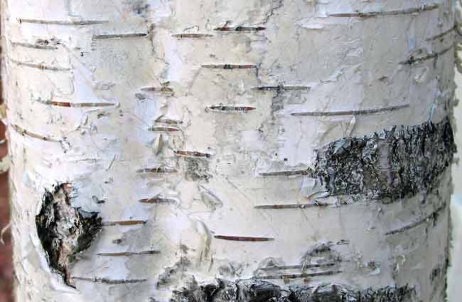 Quercus kelloggii