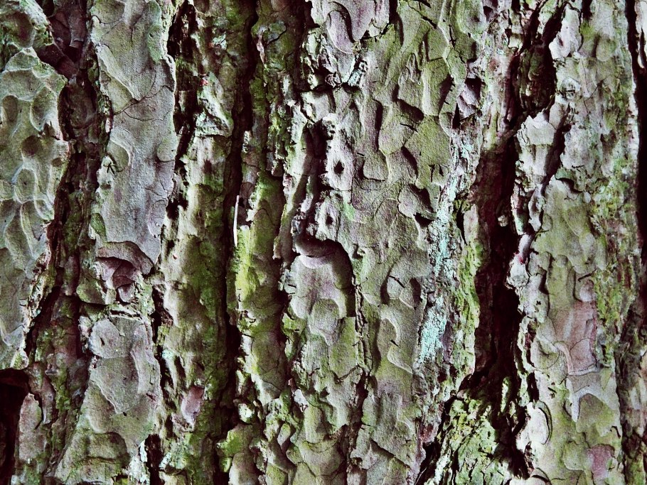Fraxinus Excelsior кора