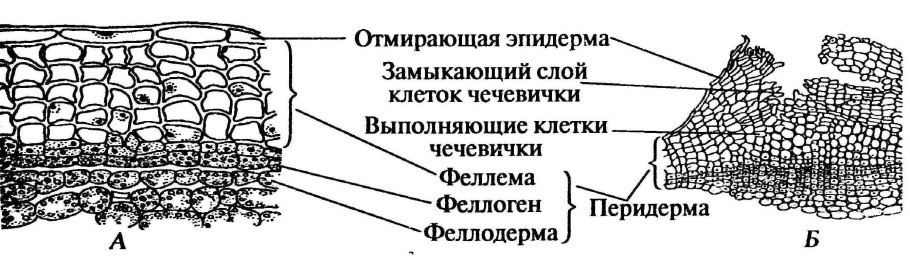 Цвет коры березы
