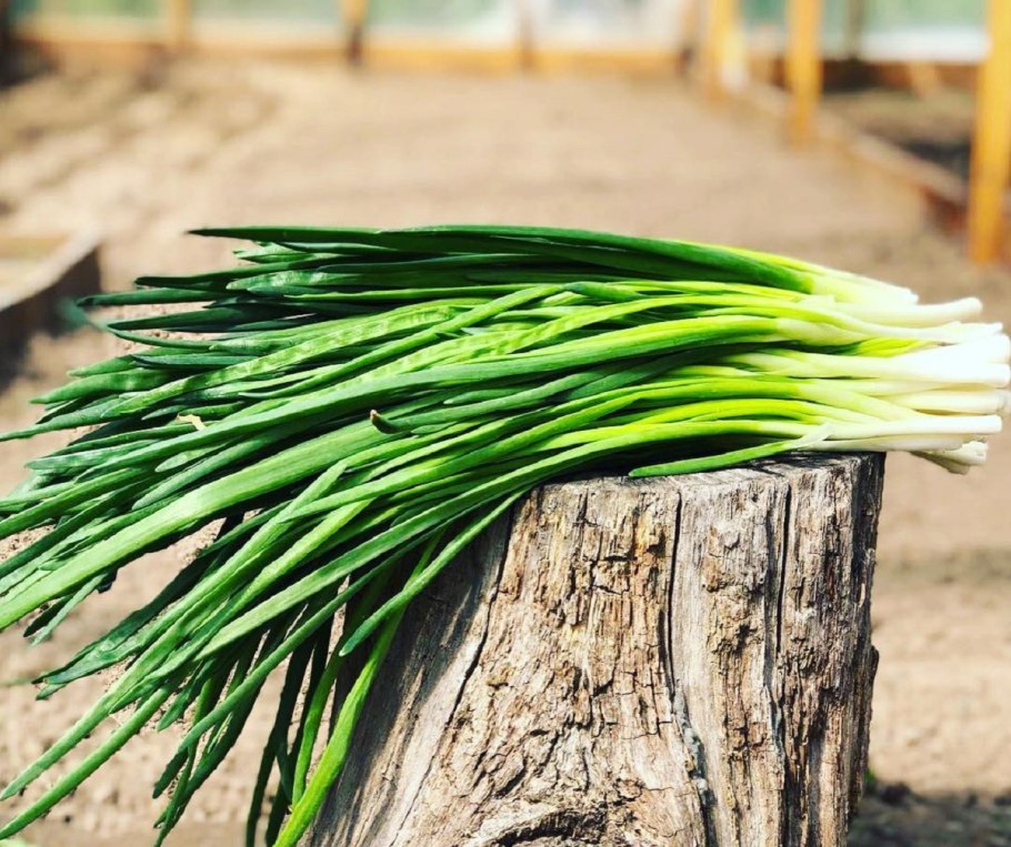 Черемша Асбест