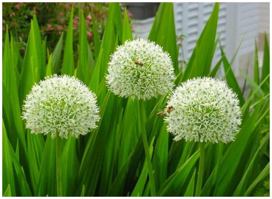 Лук порей гиганто Росса f1