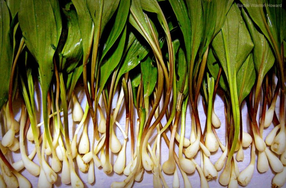 Черемша (Медвежий лук)