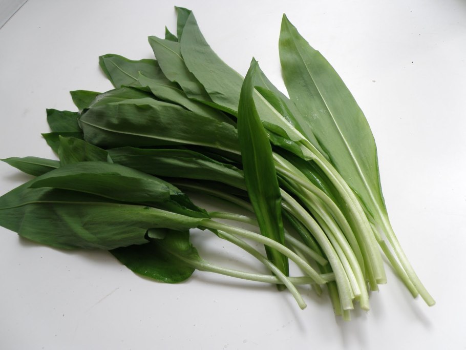 Горная черемша