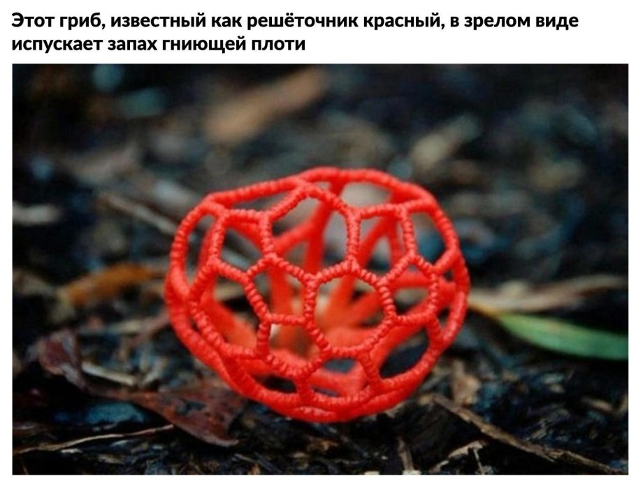 Гриб решеточник красный