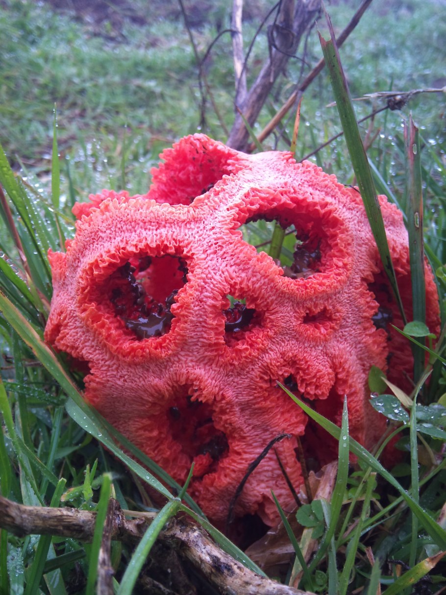 Гриб решеточник Clathrus ruber