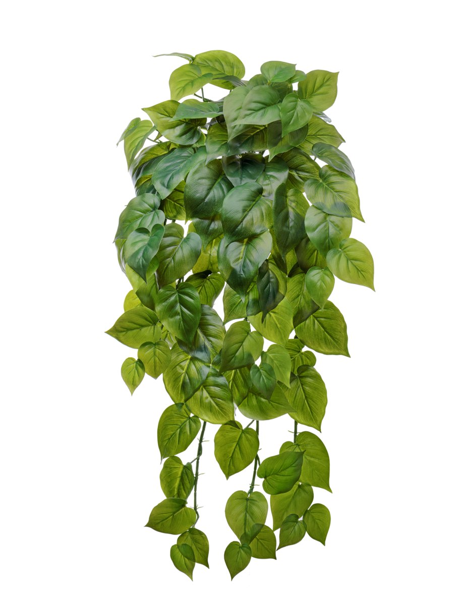 Филодендрон Scandens - ампельный