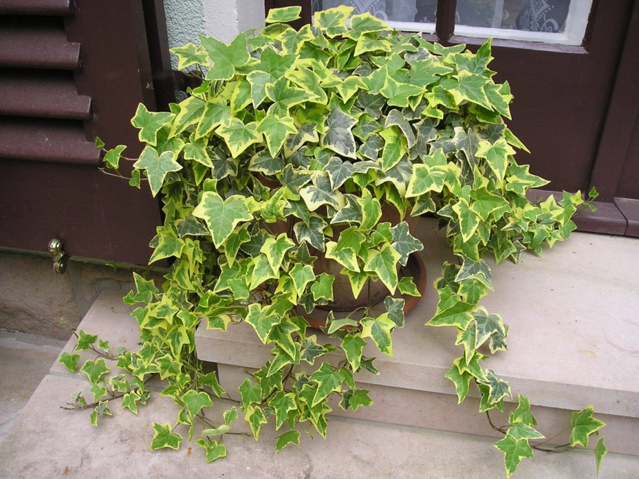 Плющ вечнозеленый (Hedera).