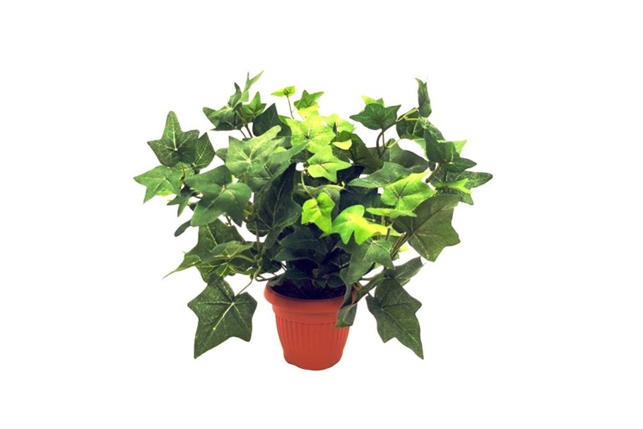 Плющ Hedera