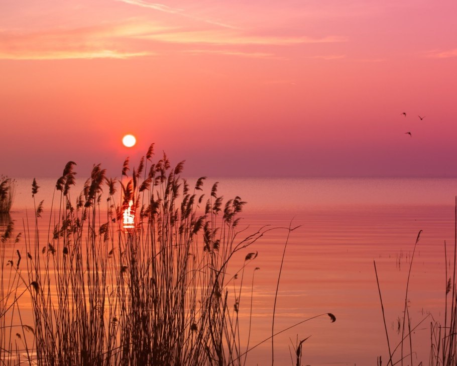 Трава на фоне заката