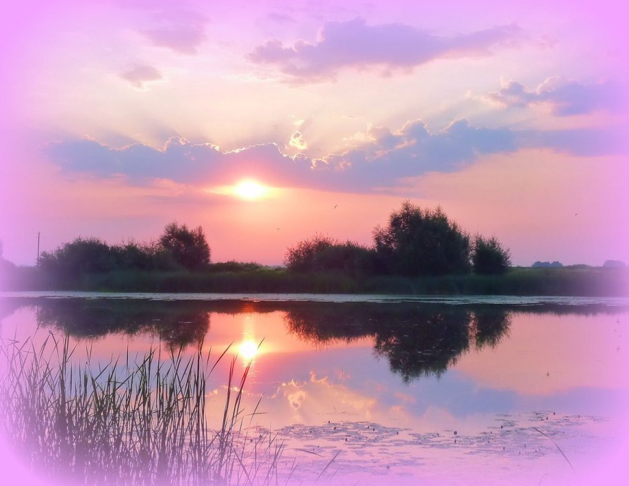 Колоски на закате