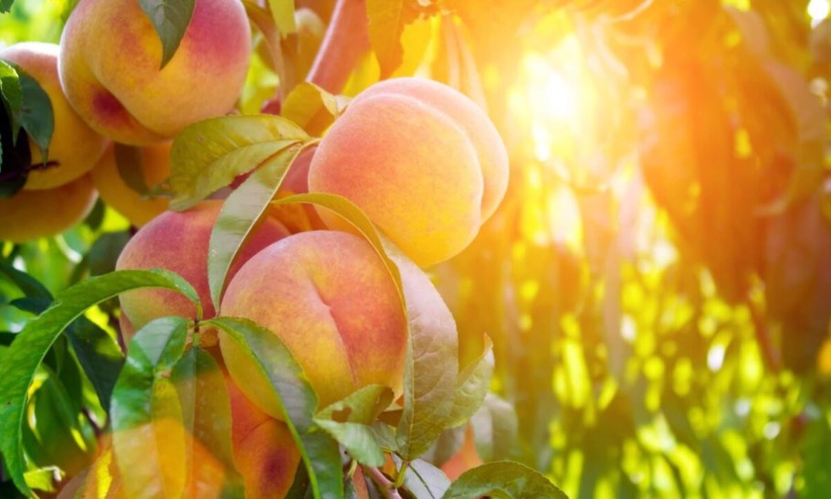 Трава на рассвете