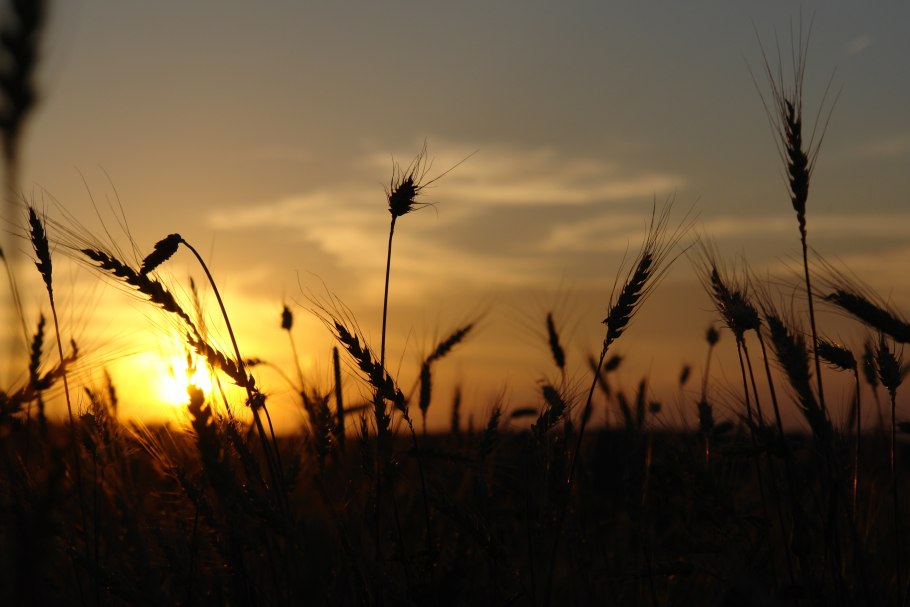 Дерево на фоне заката