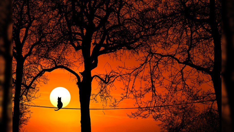 Закат в поле