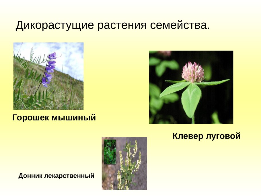 Дикорастущие Мотыльковые растения