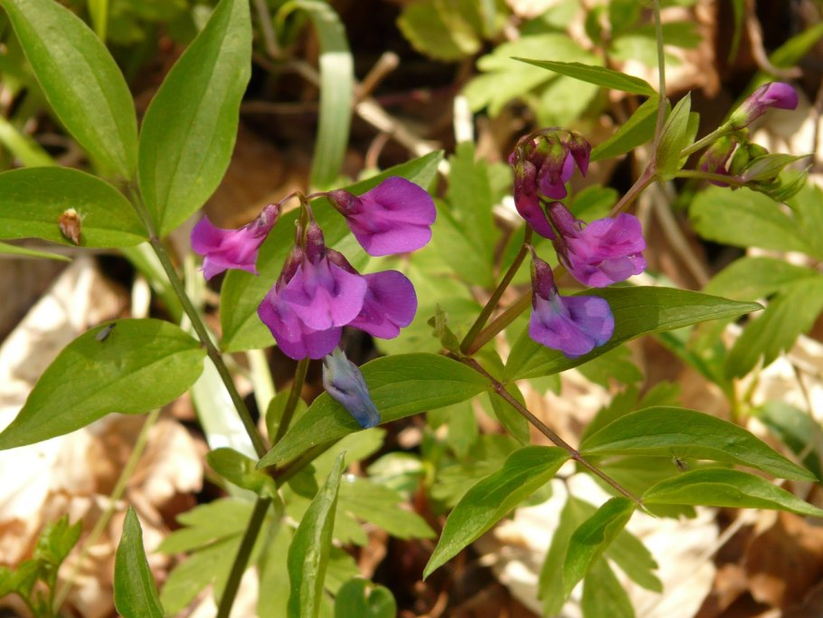 Листья ржи простые или сложные