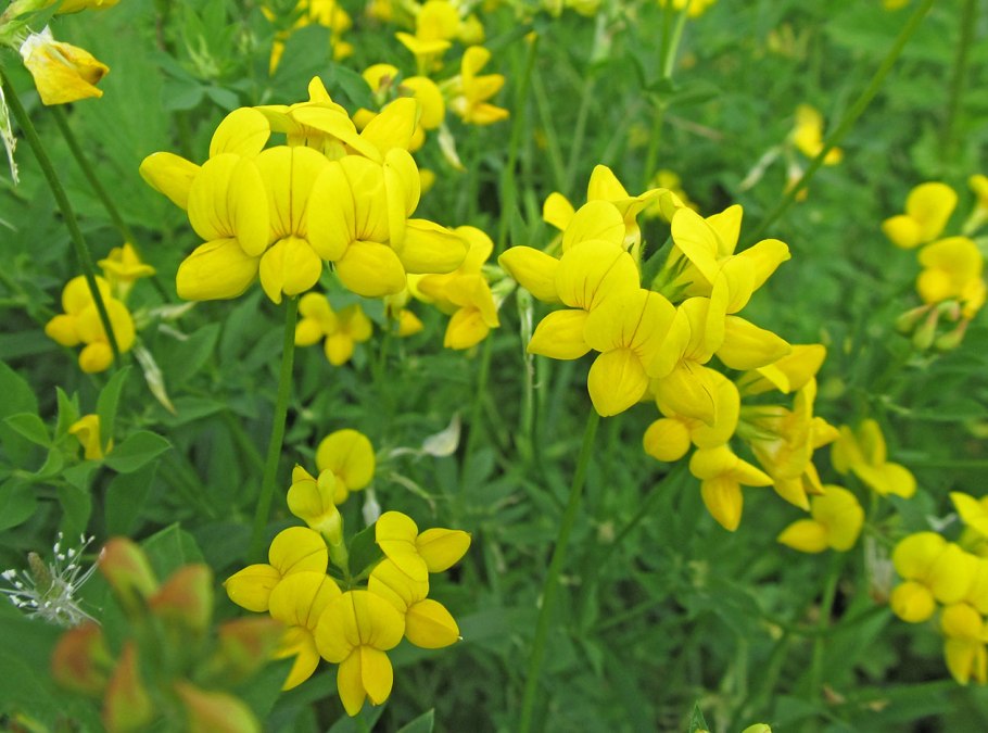 Астрагал растение