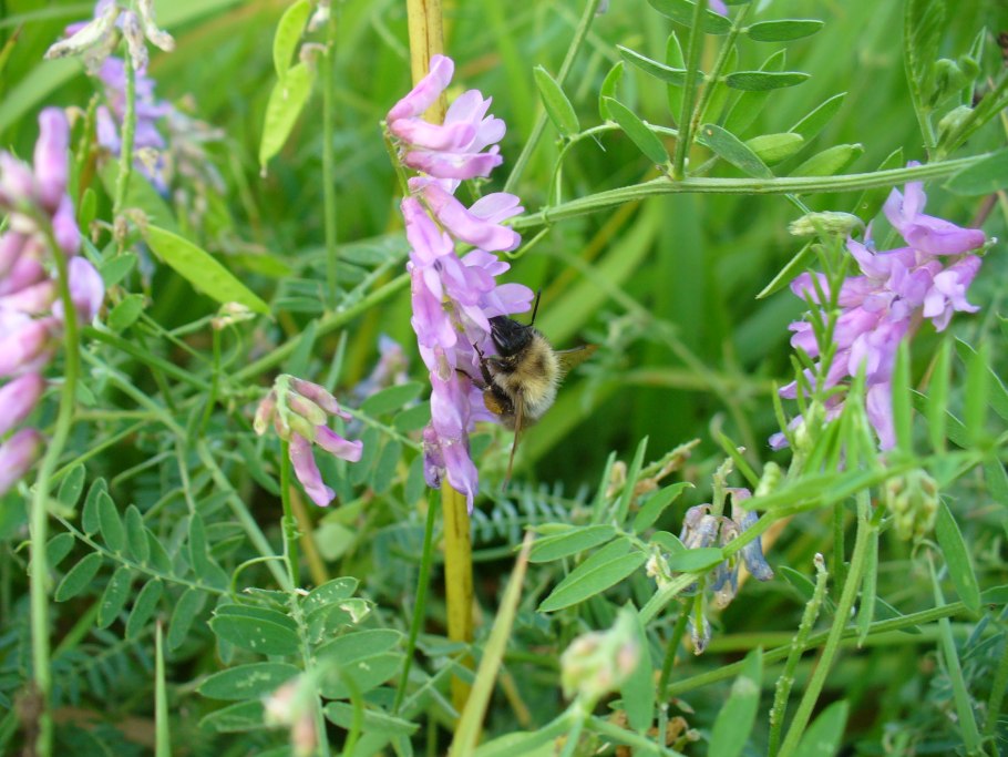 Вика мышиный горошек