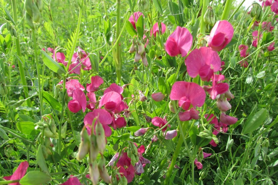 Карагана древовидная Лорберги